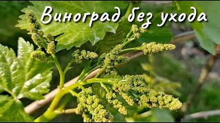 Каким будет виноградный куст без ухода ?