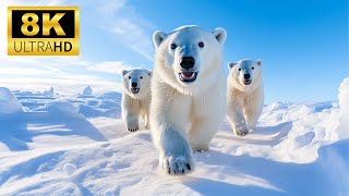 Arctic Animals 8K  Amazing Views of Arctic Wildlife | Relaxing music.