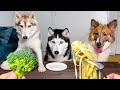 Funny dog reaction to vegetables husky tasting different foods