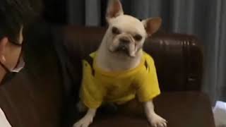 Mini French Bulldog Playing Ipad And Then......