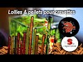 Lollies et pellets pour crevettes daquarium 