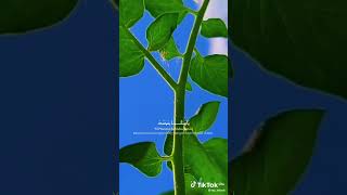 Yahanana  Mazro cover  Reggae Version