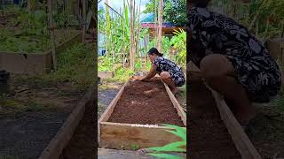 isi raised bed #berkebundiperkaranganrumah #fyp