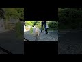 早朝の京都大原、マルプーとお散歩。青モミジと小さな出会い // Greens, Rivers & Warm Smiles in Ohara Kyoto Japan