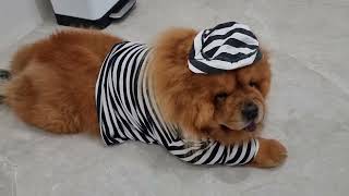 Bad Girl! Cute and Funny dog video