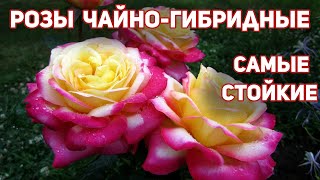 4 Розы чайно-гибридные -  проверенные сорта, замечательного здоровья и вызовут восторг!