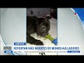 Reportan más muertes de monos aulladores | Noticias con Francisco Zea