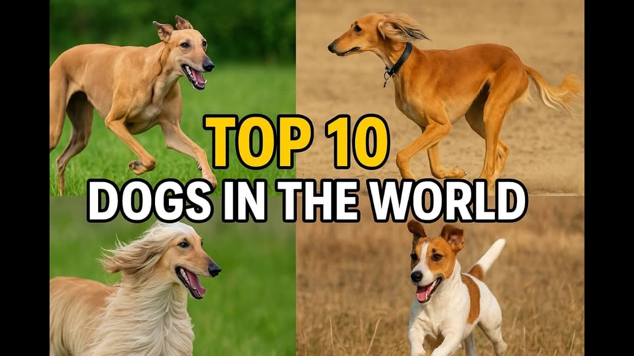 Les 10 races de chiens les plus rapides du monde | Into the Wild