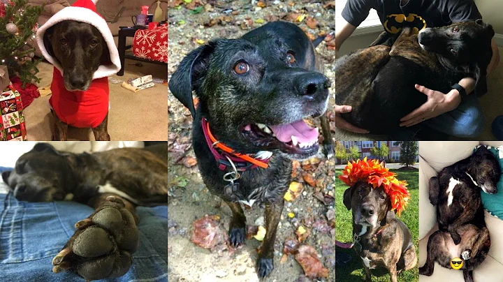 Things I Love About my Plott Hound | HeatherStyles...