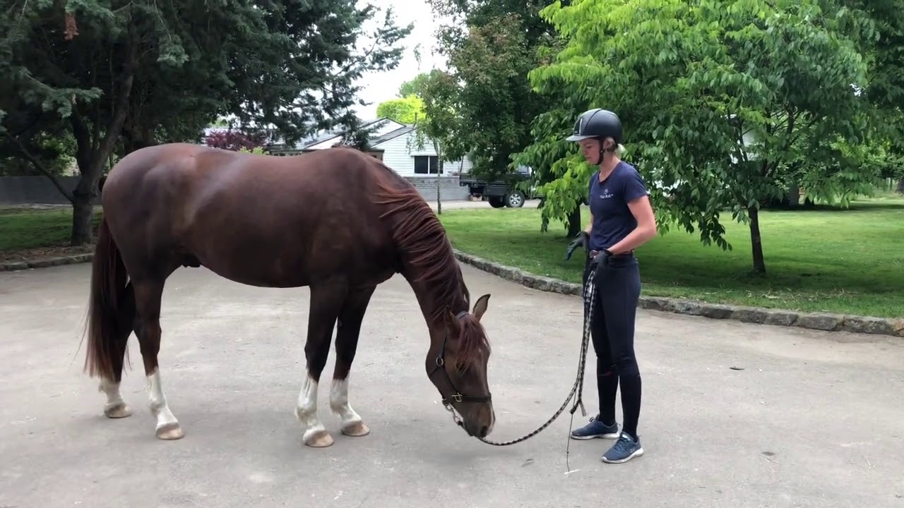 How to teach your horse to ‘park’ YouTube