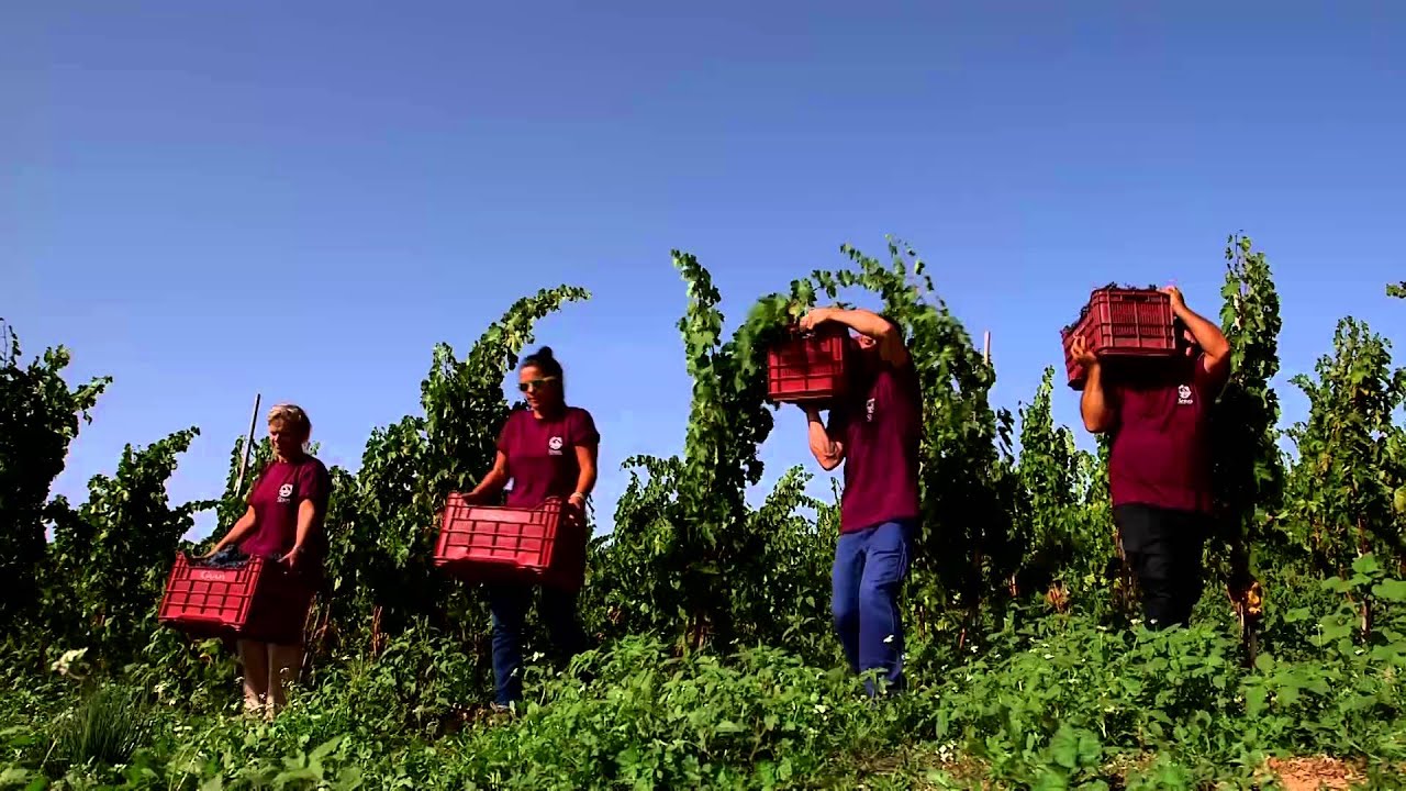 la vendemmia Gulfi