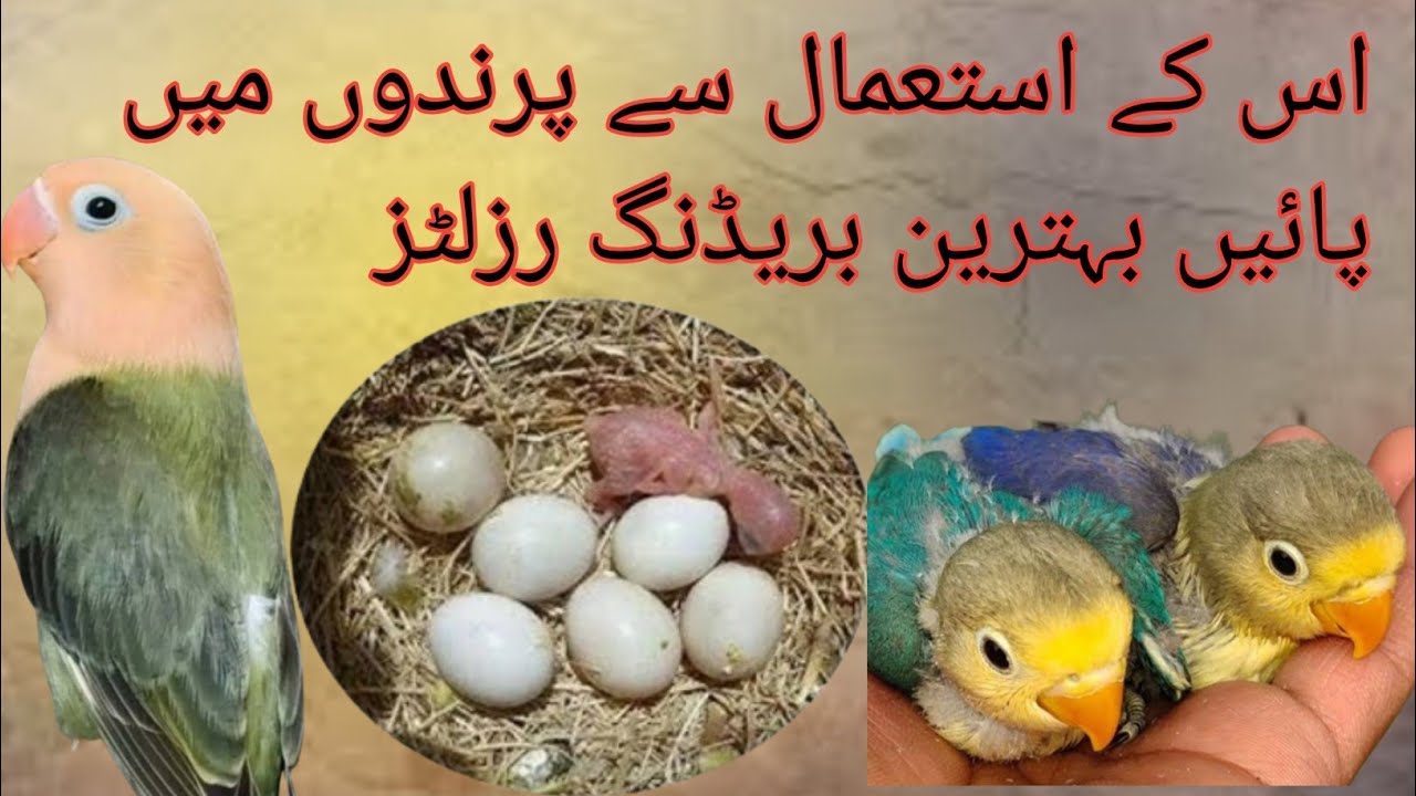 Natural Breeding formula | Breeding season tips 