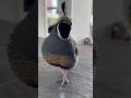 Kevin my California quail. He listens so well. #quail #californiaquail #birds