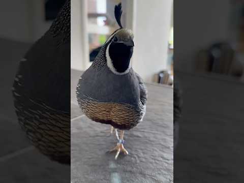 Kevin My California Quail He Listens So Well Quail Californiaquail Birds 