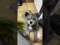 秋田犬長毛カイが53キロになった訳❓
