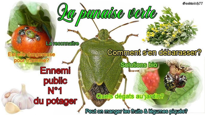 Comment se débarasser des sciarides ( les vilains moucherons de terreau )  avec des solutions naturelles ? - Goodwitch77 Mettez de la magie dans votre  quotidien!