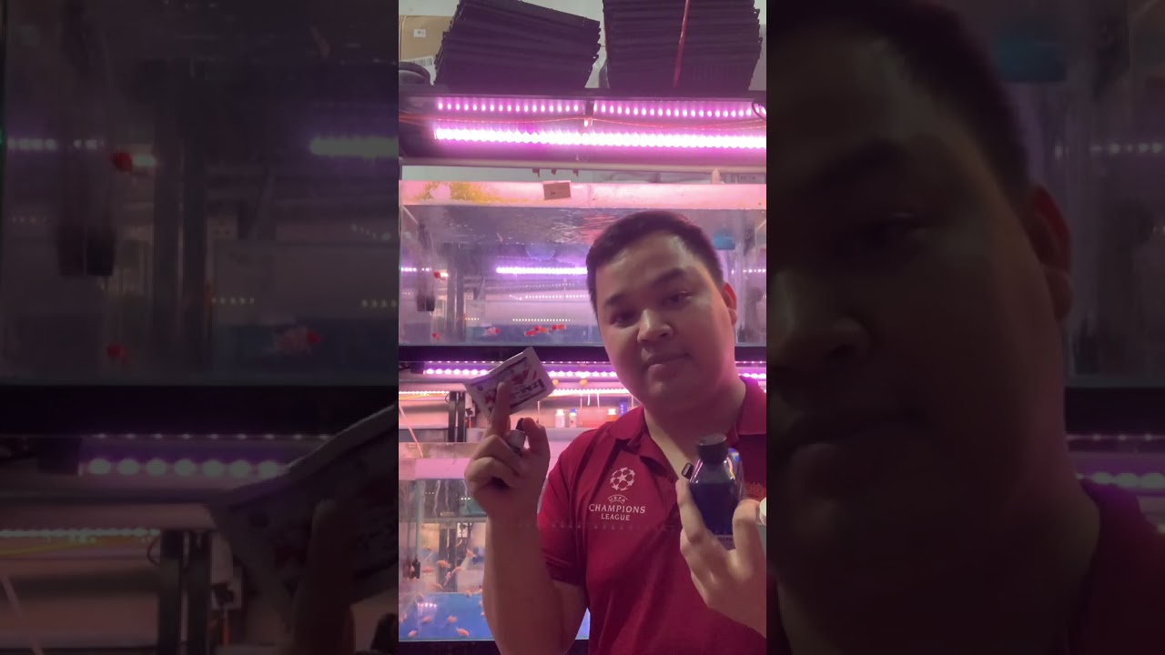 các loại thuốc chữa nấm cá