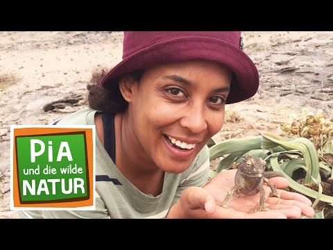 Die Wunderwesen der Namib-Wüste | Reportage für Kinder | Pia und die wilde Natur