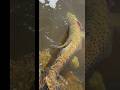 Caught a tagged trout with a wacky worm.