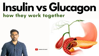 Insulin vs Glucagon and how they work together in Telugu | Sabadi