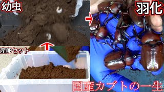 赤眼の国産カブトムシの一生を見守ったら感動過ぎた