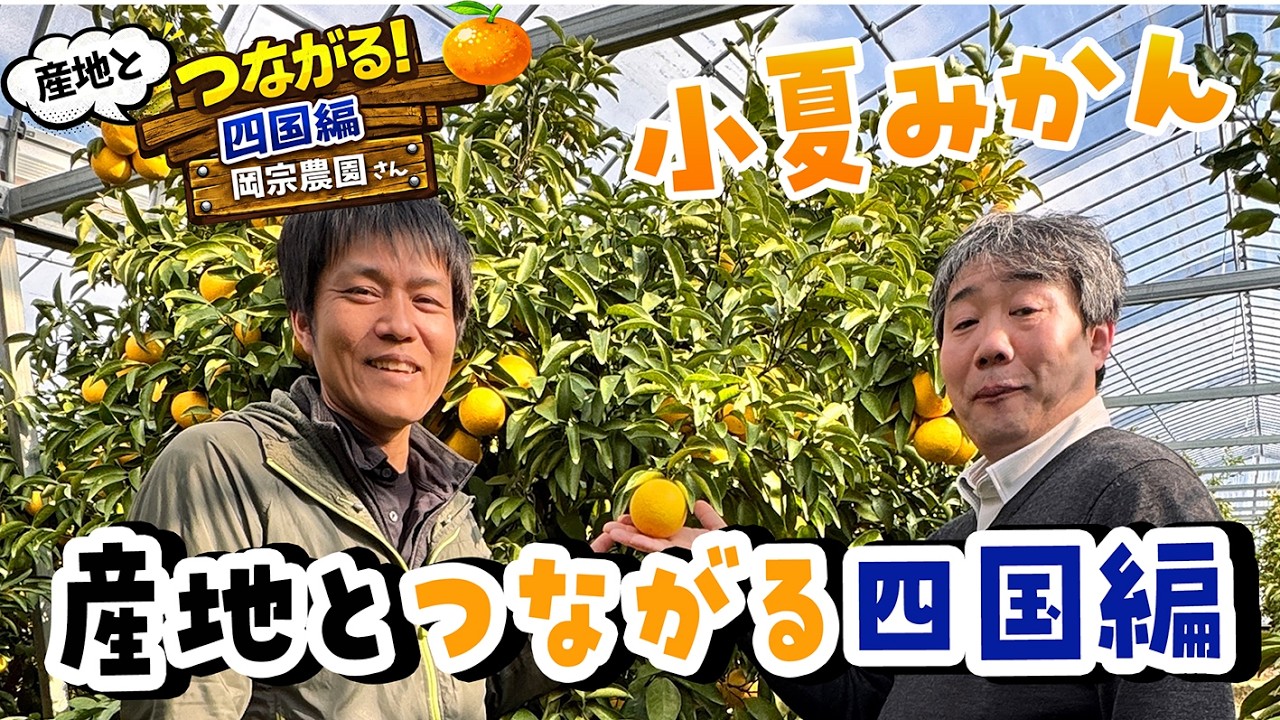 産地とつながるin四国（小夏みかん）岡宗農園