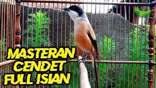 CENDET BISU MIYIK BAKALAN MUDA HUTAN COBA PAKAI PANCINGAN CENDET JATIM INI