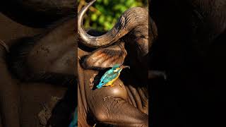 The Buffalo’s Healer: Oxpecker at Work in Ultra Realistic 4K