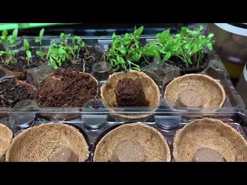 Seed Starting Wafers