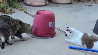 Alex Caught A Lizard