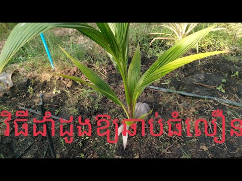 ผลสลากกินแบ่งรัฐบาล วันที่ 1 พย. 2567