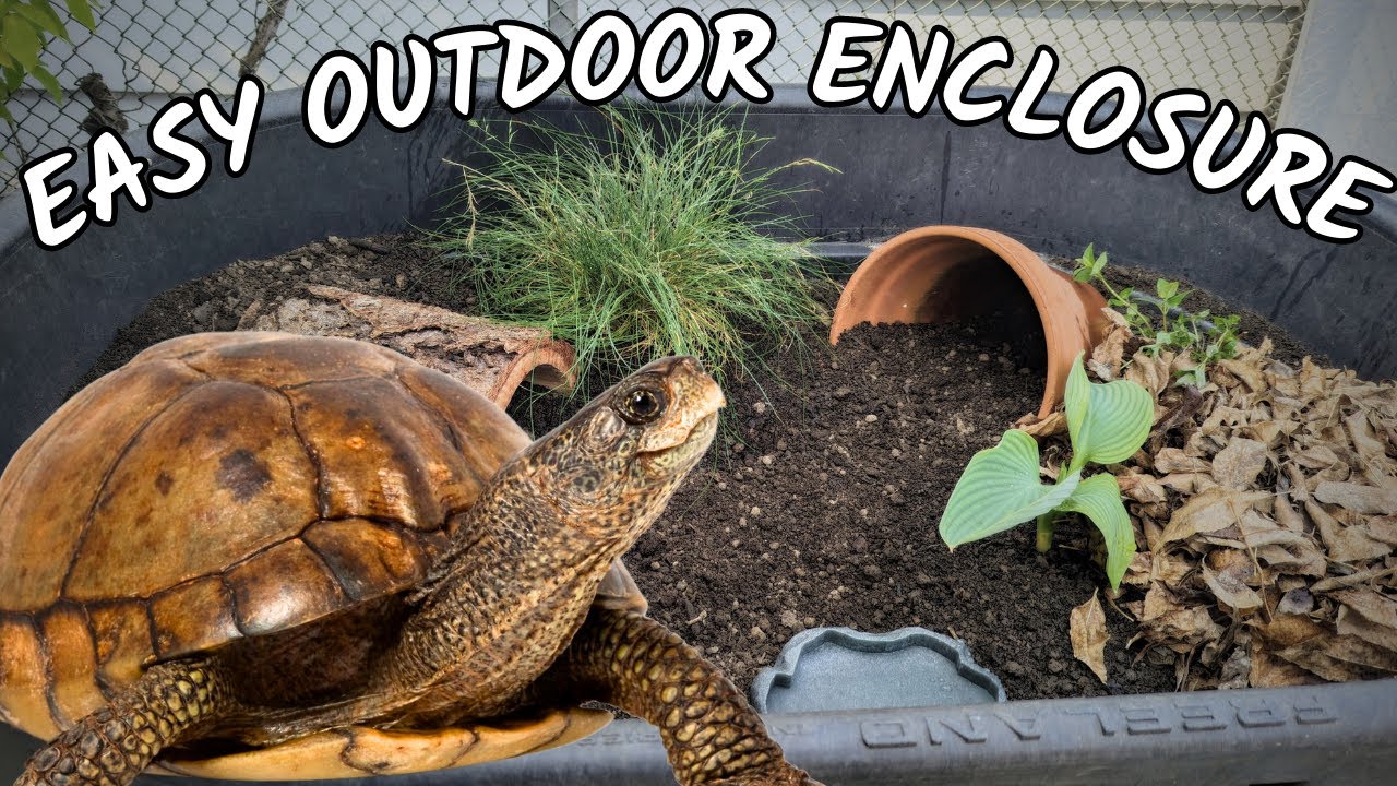 DIY Outdoor Box Turtle Enclosure  how to make a tortoise habitat 