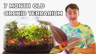 How To Build An Orchid Terrarium #jewelorchid #terrariumdesign