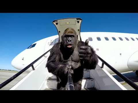 Gorilla's Airport Takeover Goes Completely Viral