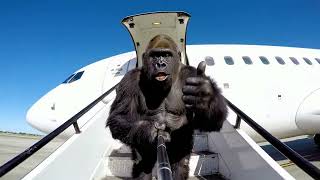 Gorilla's Airport Takeover Goes Completely Viral