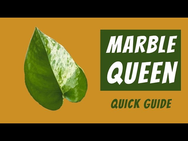 rare sansevieria Snake Plant 'Lavranos' – Rare Miniature Sansevieria | Buy Live Plants  Online main image 0
