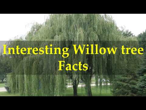 Video: Puas yog weeping willows messy?