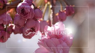 Spring in Ireland | Easter Celebrations | Artist Studio | How I Create