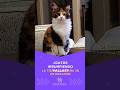 ¿Gatos irrumpiendo vallas La tierna campaña 3D de Dreamies