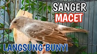 Masteran Dan Terapi Burung SANGER Macet Agar Cepat Bunyi.