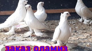 кабутар сотилади Андижонда #кабутар #голуби #pigeon #kabutar #ахмаджон уз