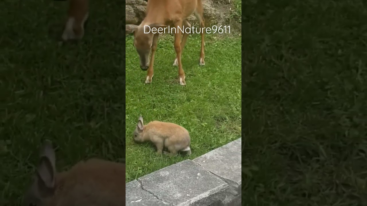 Deer checking out my rabbit