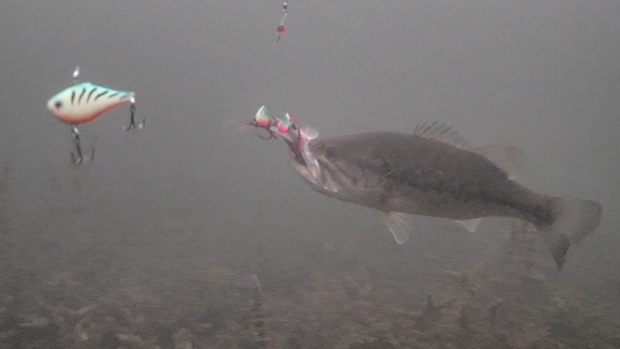 BIG Sucker vs BASS! Ice Fishing with Underwater Camera (First Ice)