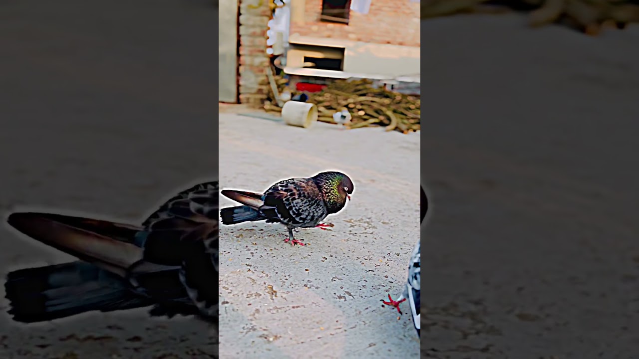 Alamin-pigeon♥️🕊️👍