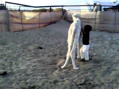 ورع بدوي يطرح حاشي لبن أبل O 