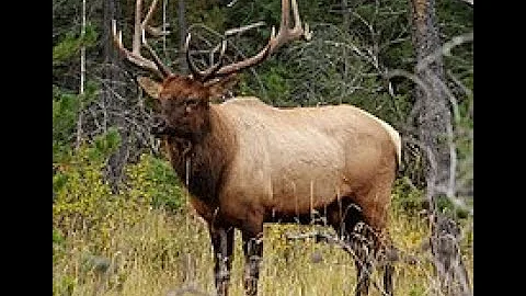 Exploring Elk - Your Ultimate Travel Guide