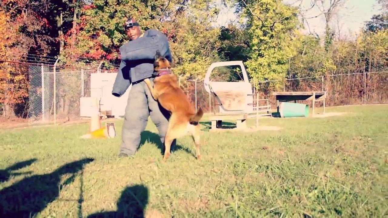 RVA K9