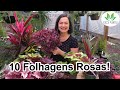 10 Lindas Folhagens Rosas!