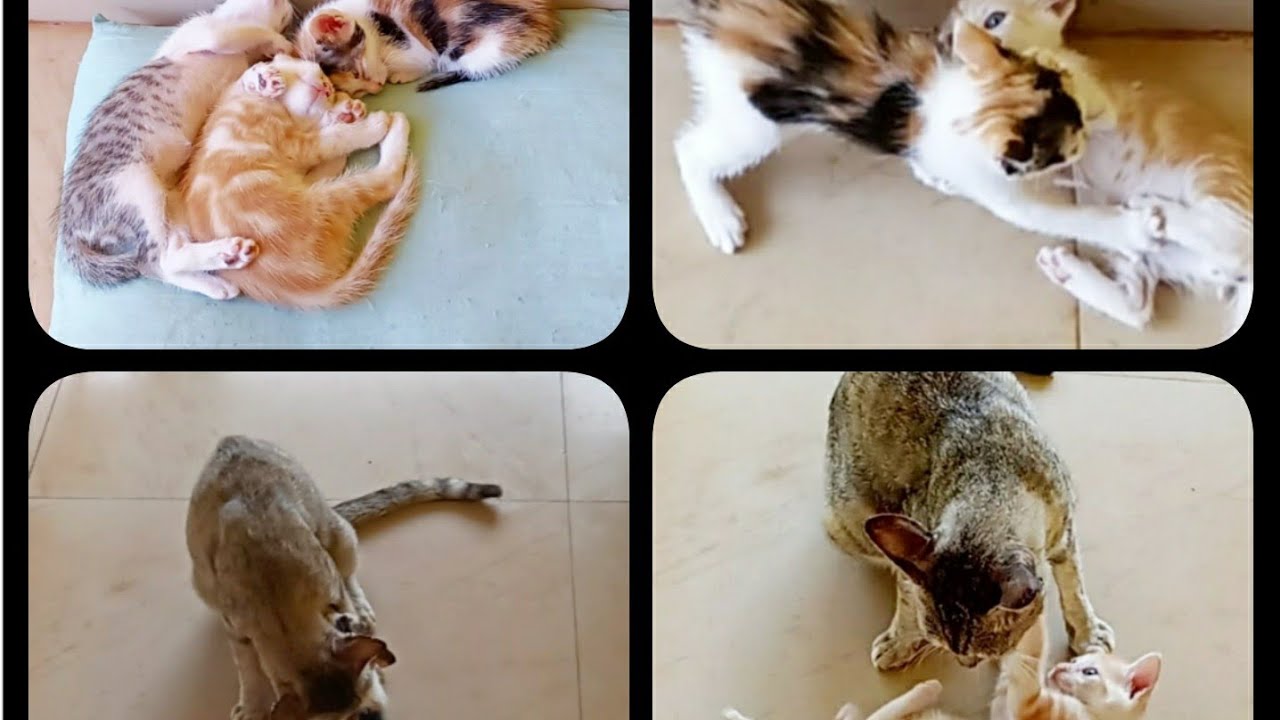Golden Cat heavy Voice|funny cat video| Kittens playing like babies
