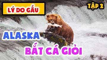 LÝ DO GẤU ALASKA BẮT CÁ GIỎI - Tập 2 II THẾ GIỚI HOANG DÃ THUYẾT MINH.